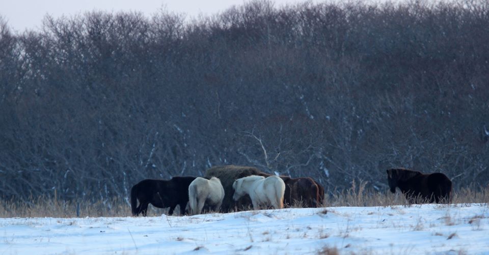 Dosanko / Hokkaido Pony